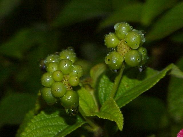 Lantana_camara6.jpg