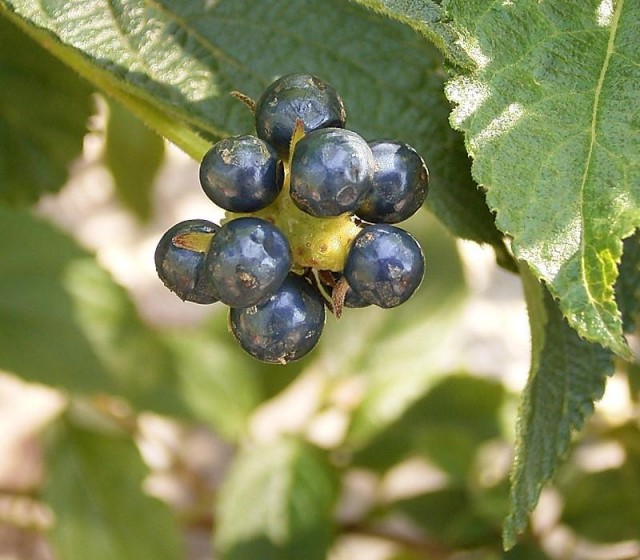 Lantana_camara_05_ies.jpg