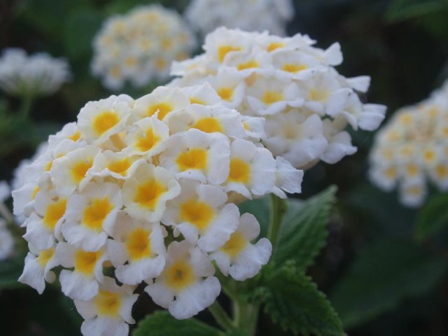 Lantana_camara_blanca.jpg