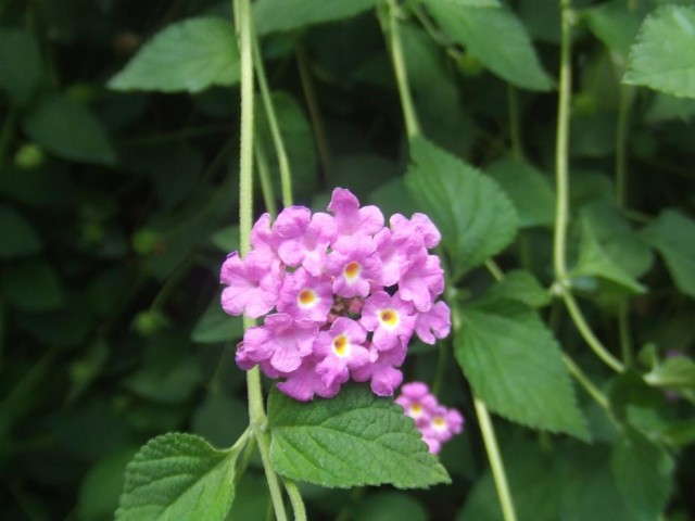 Lantana_montevidensis2.jpg