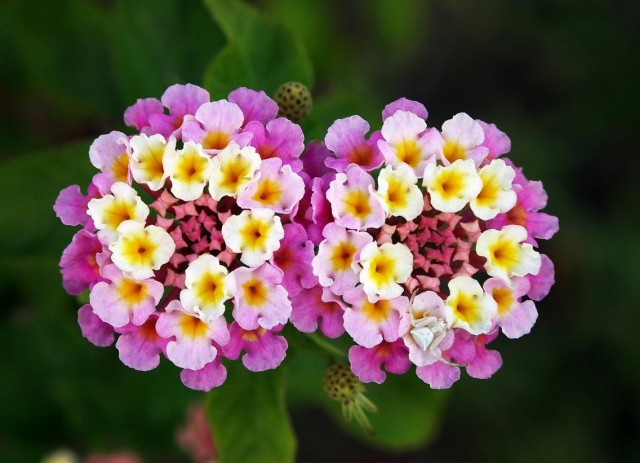 Twin_lantana_camara_edit.jpg