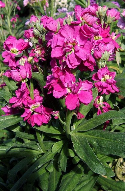 2006-10-18Matthiola03.jpg