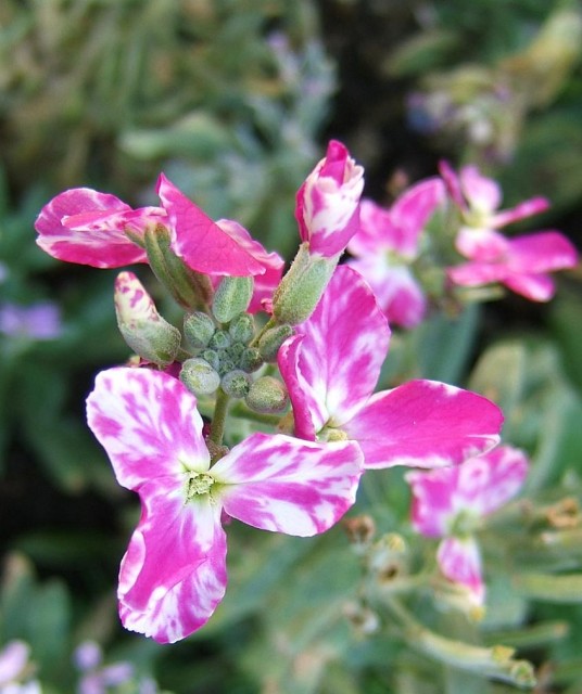 2006-12-01Matthiola06.jpg