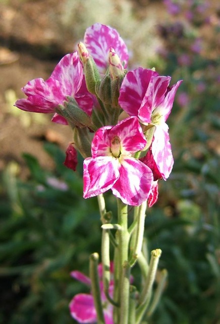 2006-12-01Matthiola01.jpg