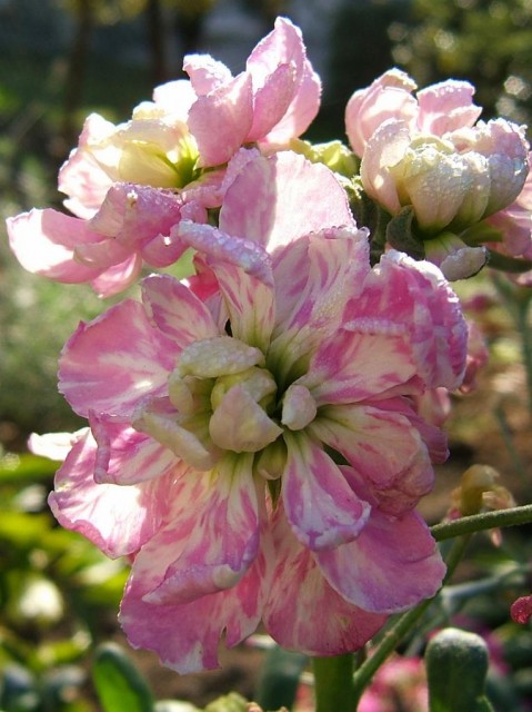 2006-11-16Matthiola07.jpg