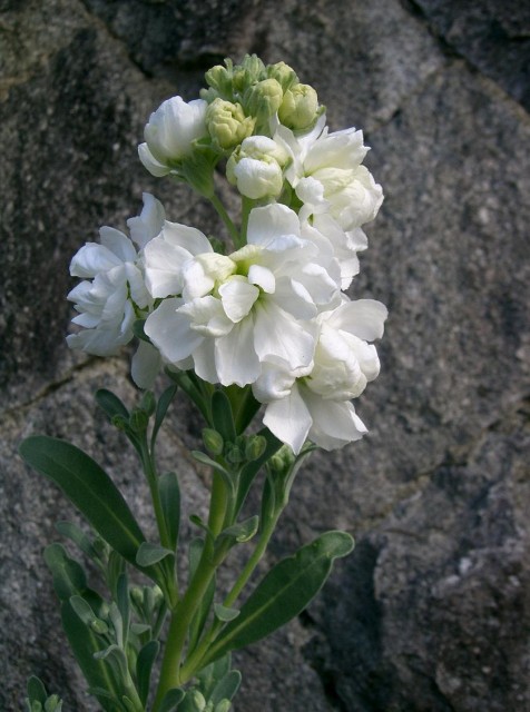 Matthiola_incana9.jpg