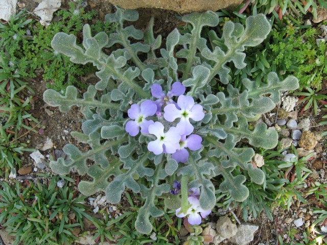 Matthiola_tricuspidata.jpg