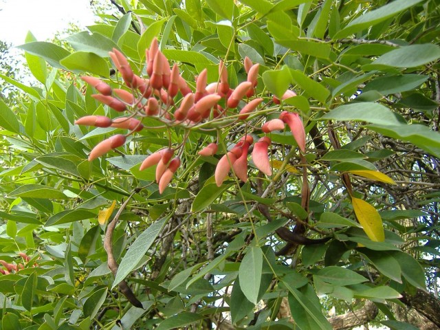 Erythrina_crista-galli_2-1.jpg