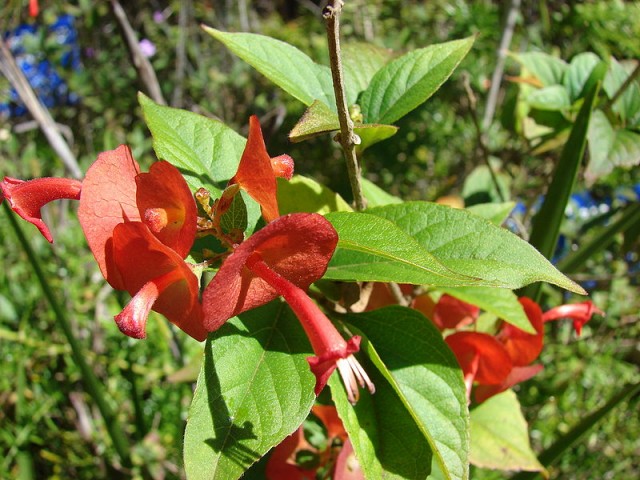 800px-Starr_071024-0264_Holmskioldia_sanguinea.jpg