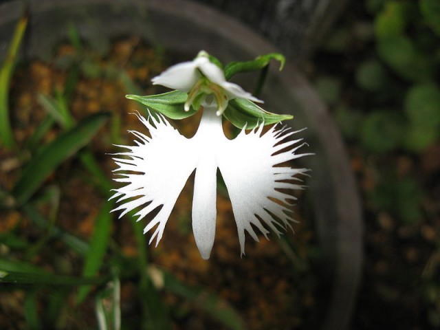 800px-Habenaria_radiata_Cv1.jpg