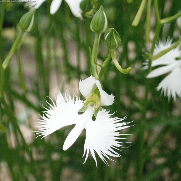 600px-Habenaria_radiata.jpg