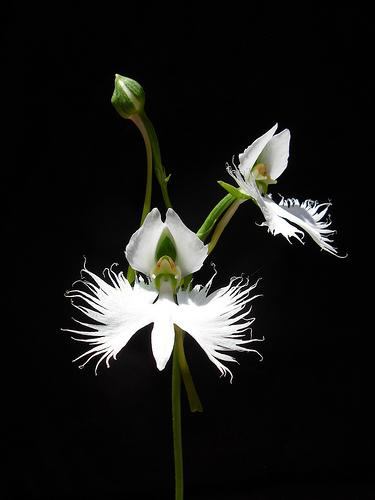 Habenaria_radiata.jpg