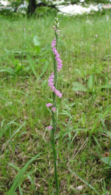 Spiranthes_sinensis_4.jpg