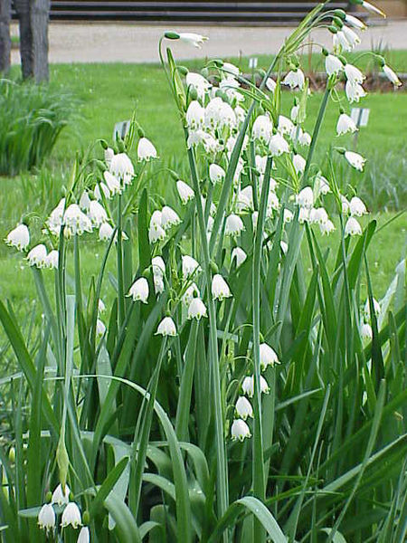 450px-Leucojum_aestivum5.jpg