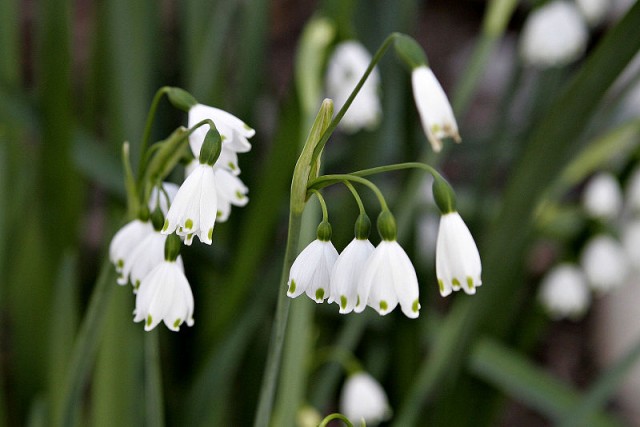 800px-Leucojum_aestivum02.jpg