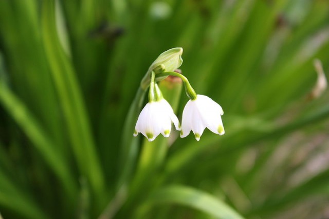 800px-Leucojum_aestivum_MS_0178.jpg