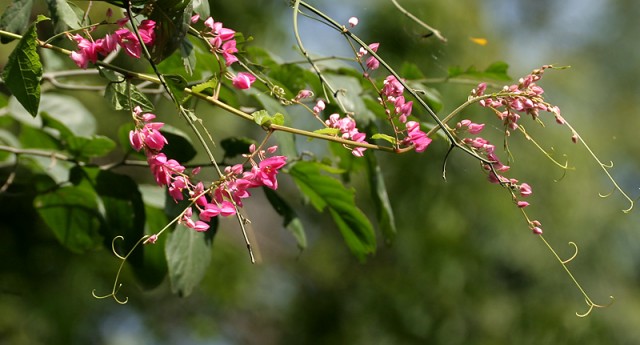 Antigonon_leptopus_(Coral_Vine)_in_Gandipet,_Hyderabad,_AP_W_IMG_9084.jpg