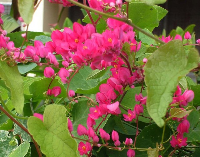 764px-Antigonon_leptopus.jpg