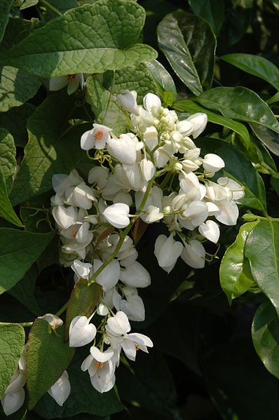 398px-Antigonon_leptopus_white3.jpg