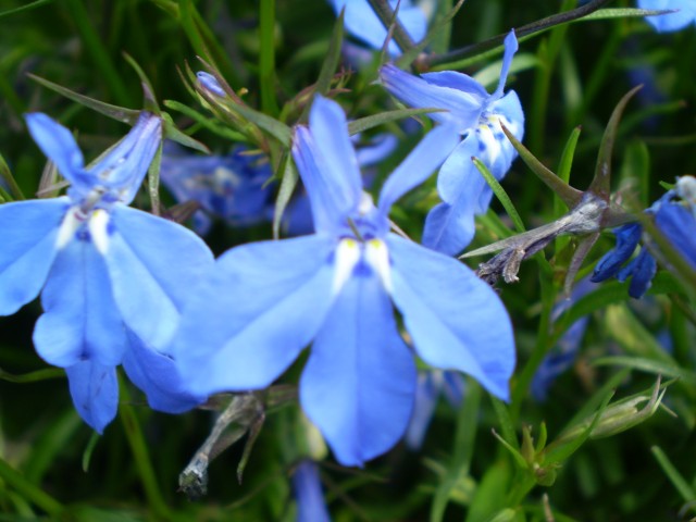 Lobelia_erinus_0_03_R.jpg