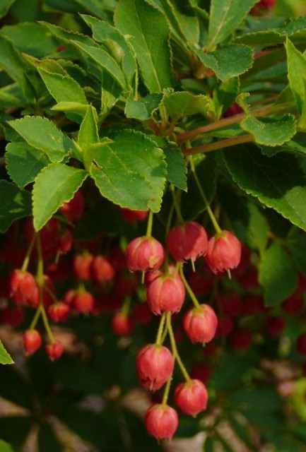 Enkianthus cernuus f. rubens 紅滿天星.jpg