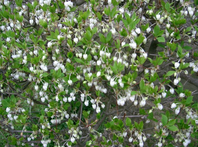 Enkianthus_perulatus1.jpg