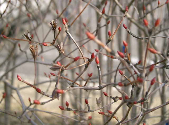 Enkianthus_perulatus6.jpg