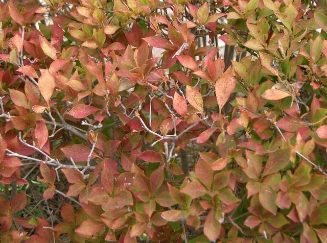 Enkianthus_perulatus5.jpg