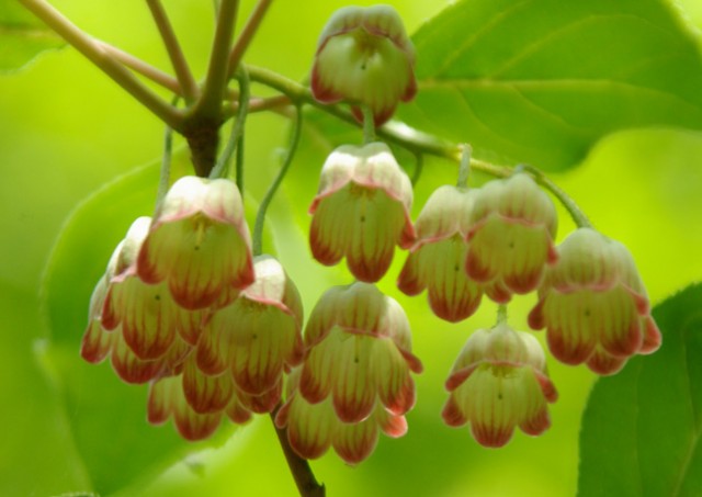 Enkianthus campanulatus-更紗満天星.jpg