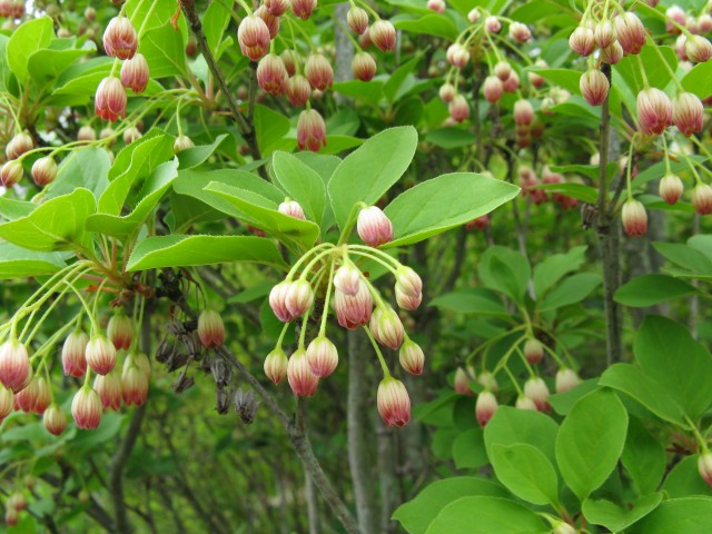 Enkianthus_campanulatus2.jpg