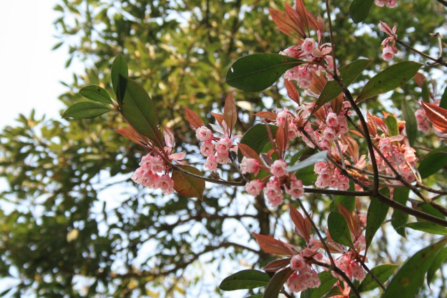 Enkianthus_quinqueflorus_09032008c.jpg