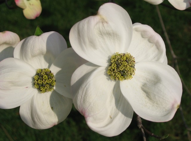 Cornus_florida_flowers_03_by_Line1.jpg