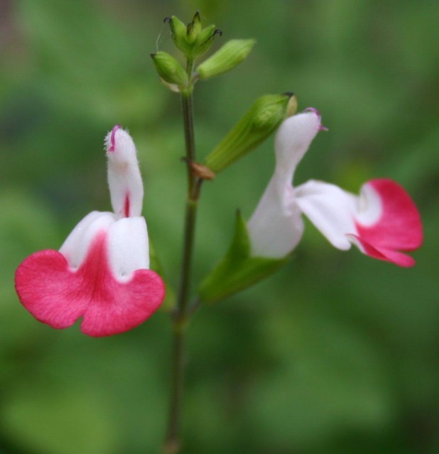 Baby_Sage_(Salvia_microphylla).jpg