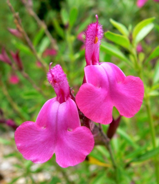 Salvia_greggii_Coronado_Pink_2.jpg