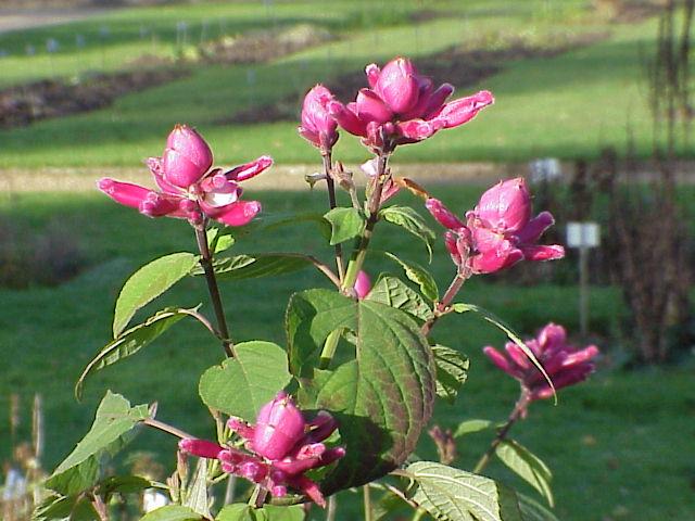 Salvia_involucrata0.jpg