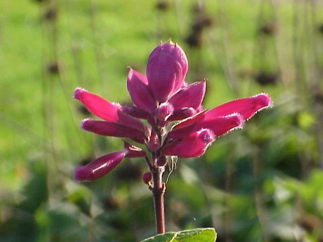 Salvia_involucrata3.jpg