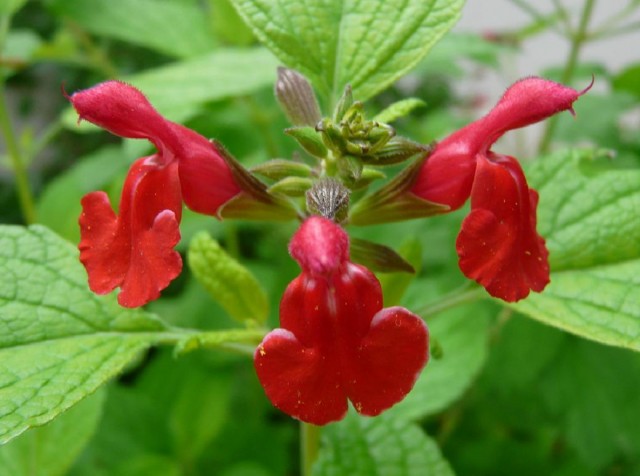 Salvia_microphylla_neurepia.jpg