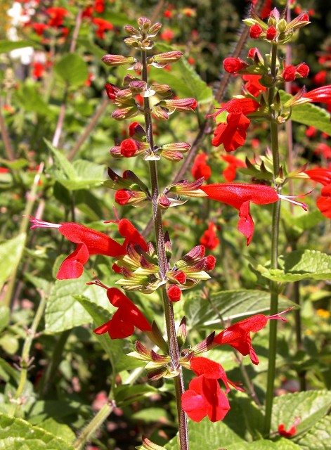 Texas_sage_(1571020768)－Salvia_coccinea.jpg