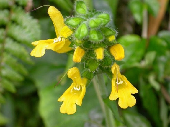 Salvia nipponica var. formosana 黃花鼠尾草