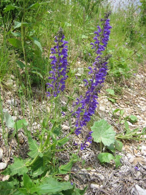 Wiesensalbei_(Salvia_pratensis)_03.jpg