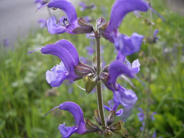 Veldsalie_R0010787－Salvia pratensis.jpg