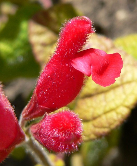 Salvia_pulchella_3.jpg