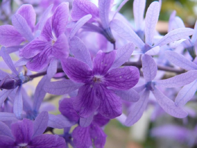 Fleurs_violettes_kourou_zoom.jpg
