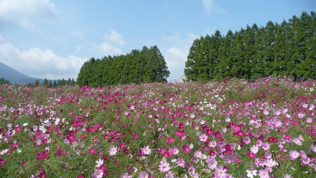 Ikoma_Plateau_200810_01.jpg