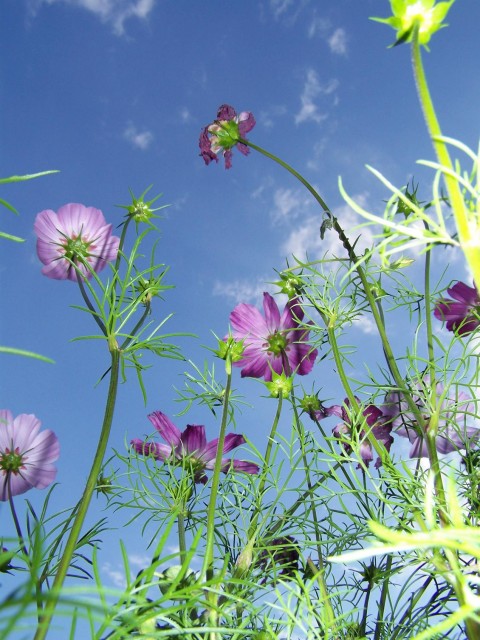 Cosmea_2_-_24_08_2007.jpg