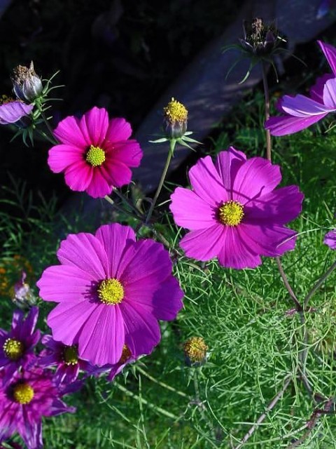 Cosmos_bipinnatus.jpg