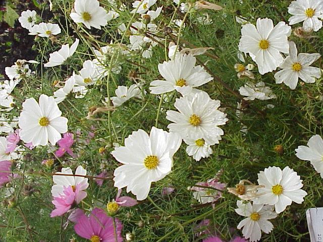 Cosmos_bipinnatus6.jpg