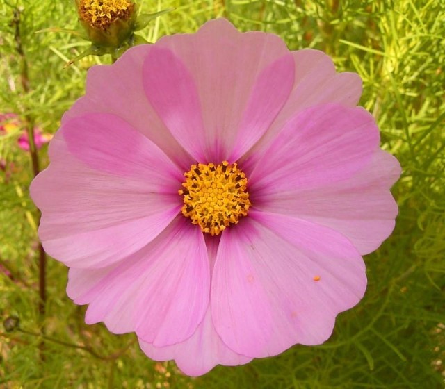 Cosmos_bipinnatus_04_ies.jpg