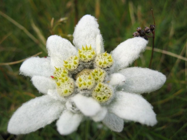 Leontopodium_alpinum_detail.jpg