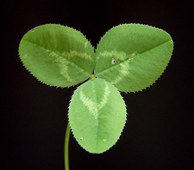 白花三葉草(菽草 White clover)